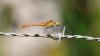 Sympetrum sanguineum